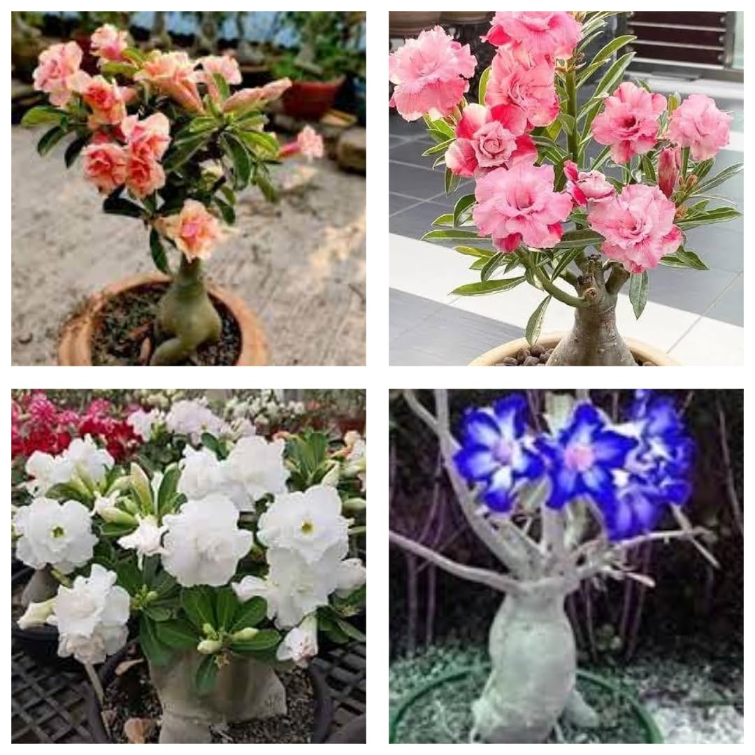 12 Months All-Time Hybrid Adenium Multicolor Desert Rose Combo Pack - Set of 4 Live Plants in Grow Bags | Stunning Indoor/Outdoor Succulent Variety | Low Maintenance (B0DG5QQ9KJ) Amazon Price History, Amazon Price Tracker