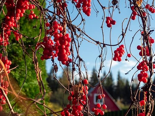 Semillas de vid de magnolia china para plantar (10 semillas) - Schisandra chinensis - Baya de cinco sabores