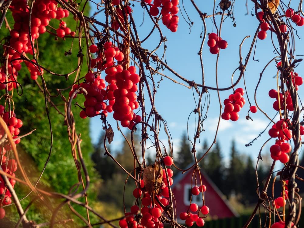 Chinese Magnolia Vine Seeds for Planting (10 Seeds) - Schisandra chinensis - Five Flavor Berry