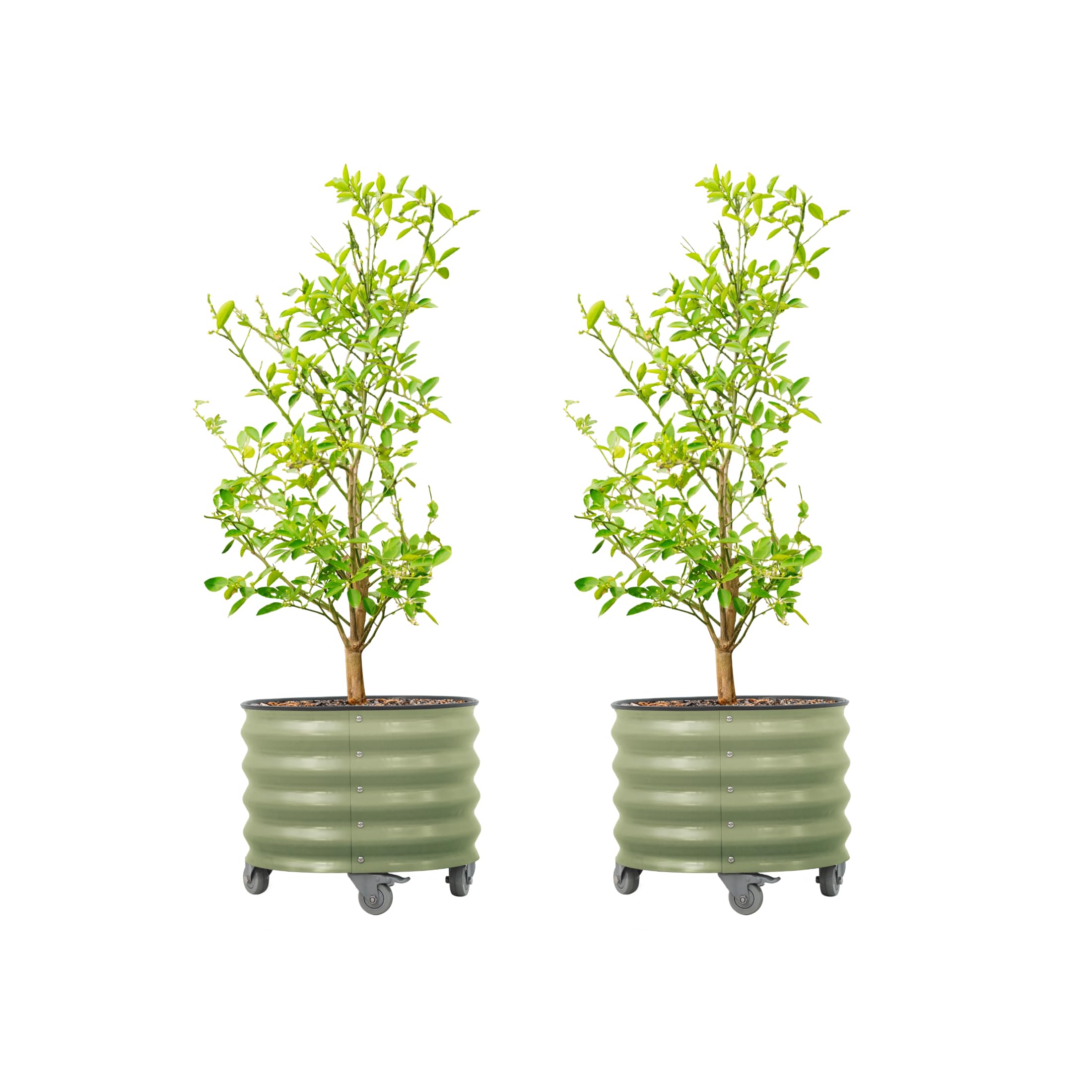 Rolling Metal Citrus Tree Planter Pot, 21″ Round Planter Box for Porch Patio &amp; Backyard, 20 Gallon Large Planter Pot with Wheels for Growing Olive Trees Tomatoes Vegetables Flowers, 2 Pack Olive Green