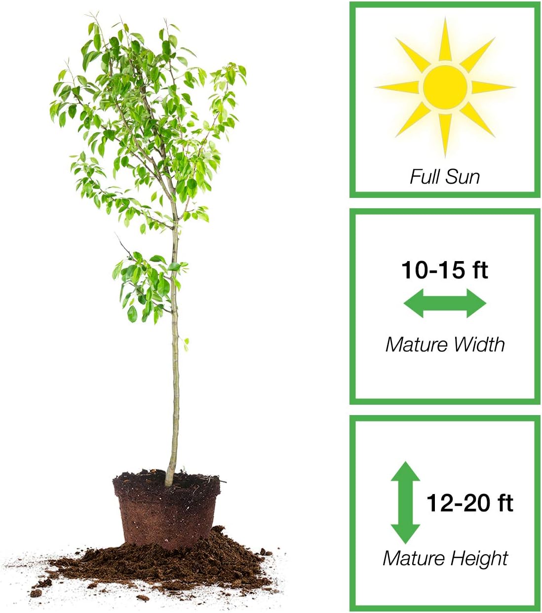 Perfect Plants Moonglow Pear Tree 4-5 ft. Tall Cross Pollinator Heavy Producer of Sweet Fruit, White Flowers