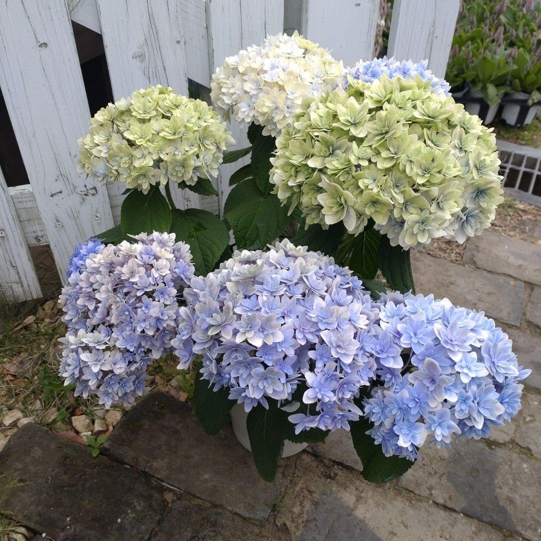 Amazon｜紫陽花 かぐや姫 加茂セレクション 青花 八重咲き 