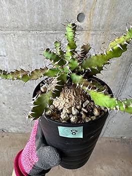 71UvhLkKEBL._AC_UF350, 71UvhLkKEBL._AC_UF350,