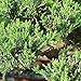 Brussel's Live Green Mound Juniper Outdoor Bonsai Tree - 3 Years Old; 4