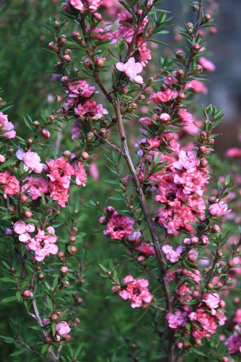 Leptospermum scoparium Coral Candy - Manuka - Plant in 2 L Pot