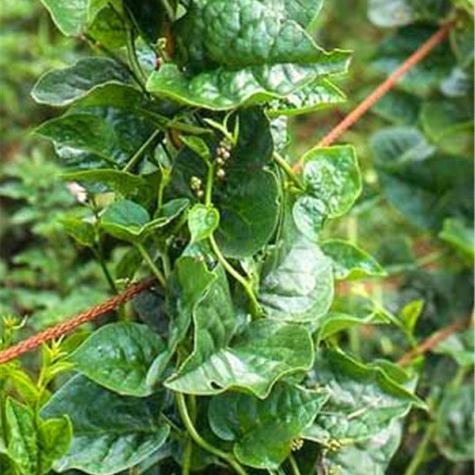 Vegetable Seed Varieties - 100Pcs Gynura Cusimbua Malabar Spinach Seed Healthy Vegetable Yard Garden Plant Kids Beginners Gardeners Gift