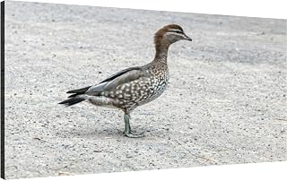 Canvas Wall Art for Living Room Bedroom Adult female Australian wood duck Big Large Wall Art Decor Framed Painting Wall Pictures Prints Artwork Office