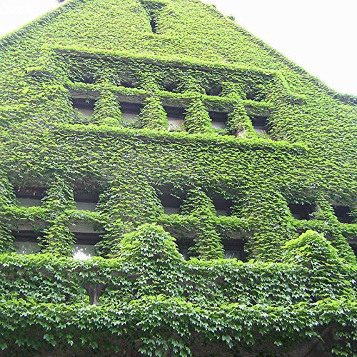 New 200pcs Green Boston Ivy Seeds Creeper Seeds climbing wall plants DIY Home & Garden Outdoor decoration (B01MQ2IK7C) Amazon Price History, Amazon Price Tracker