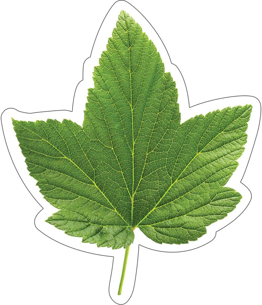 Schoolgirl Style Woodland Whimsy 36-Piece Green Leaves Bulletin Board Cutouts, Leaf Cutouts For Bulletin Board, Leaf Classroom Cutouts, Nature and Greenery Classroom Décor, Leaf Cut Outs