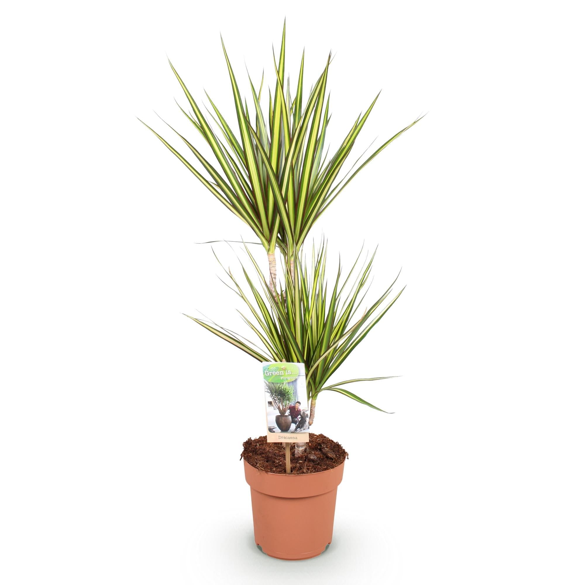 Dracaena Sunray plante verte jaune arbre à sang de dragon d'intérieur 70 cm