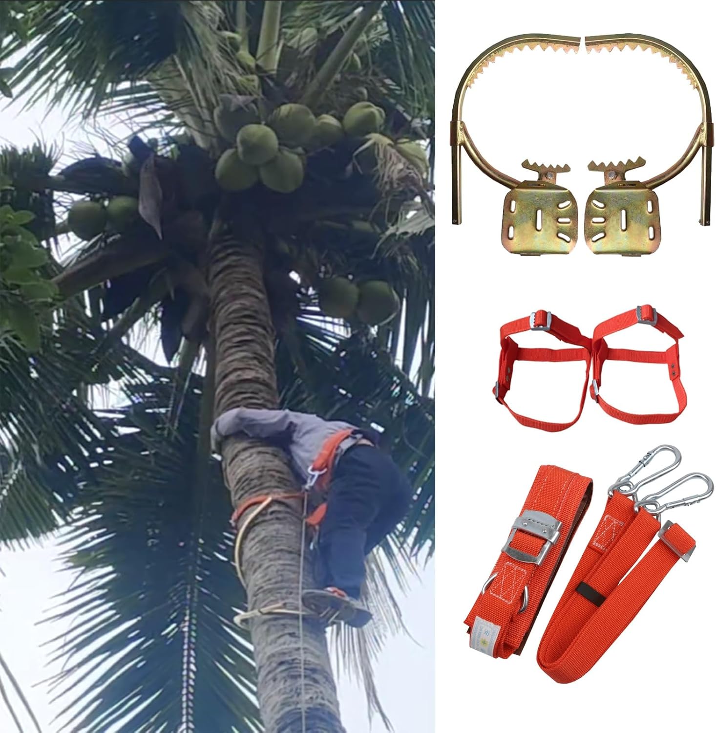 Multifunctional Tree Climbing Shoes Safety, Tree Climbing Tool for Arborists, Fruit Picking, Pole Climbing, Tree Climbing Spikes and Harness Kit(400 Model)