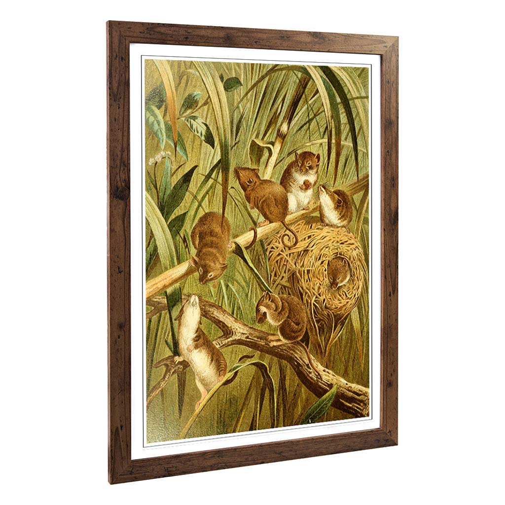 Big Box Art Framed Print of Vintage Brehms Tierlben Field-mice Design | Wall Art Picture | Home Decor for Kitchen, Living Room, Bedroom, Hallway, Walnut, A2 / 24.5x18 Inch / 62x45cm
