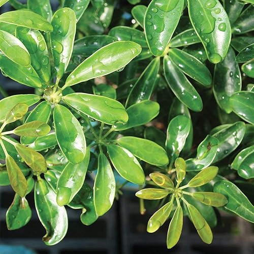 Miniatura 3 de Brussel's Bonsai Live Hawaiian Umbrella - Árbol bonsái para interiores, 3 años de edad 7 a 10 pulgadas de alto con recipiente decorativo