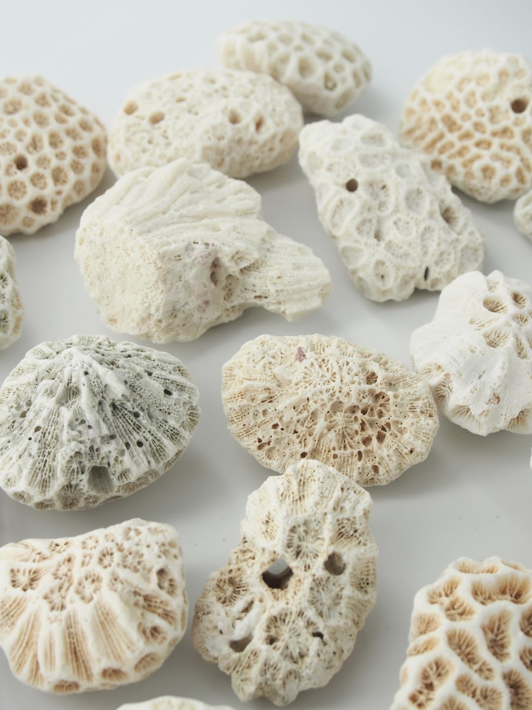 Amazon.co.jp: 【貝殻の問屋さん】サンゴ石【5cm前後/約1kg