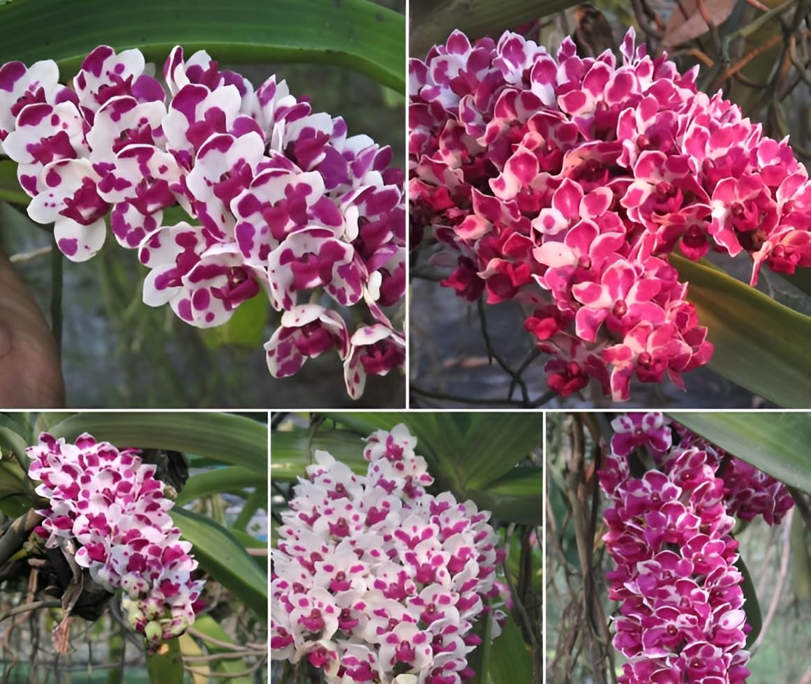 Oxiflora Orchid flowers "Rhynchostylis Orchid" Grafted hybrid - 1 Healthy Live Super Yielding Early Flower Plant 1-1.5 Ft Height in Nursery Grow Bag for Home Garden (B0CTCBNYZL) Amazon Price History, Amazon Price Tracker