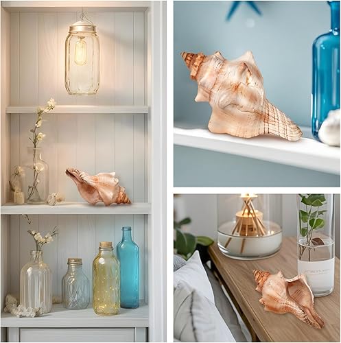 Miniatura 4 de Concha gigante natural de concha, concha de zorro a rayas de 6 a 7 pulgadas, concha de mar grande para relleno de jarrón