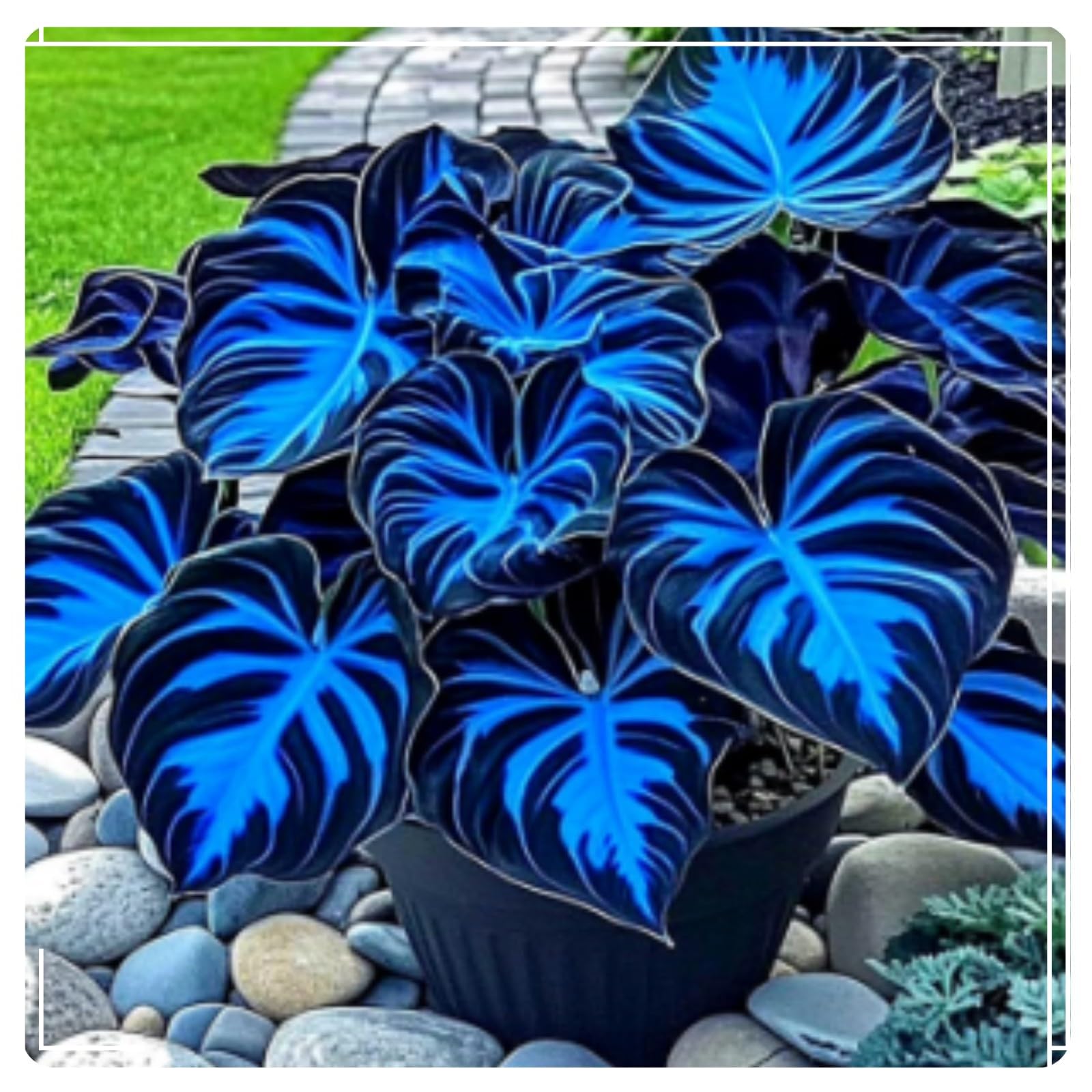 Perennial-Hosta Bulbs for Planting Now UK-Brilliant Hostas-Grow Well/Excellent Display/Potted-Plants-Rhizome.-8Bulbs-a