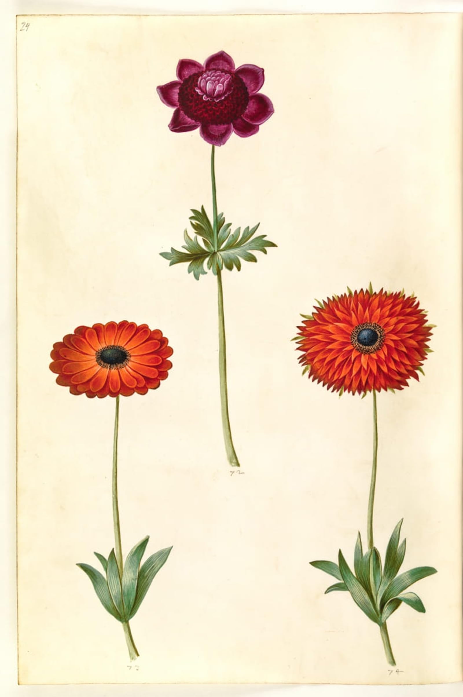 SERENDIPITP Vintage Picture Print on Canvas Wall Art Poster Anemone Coronaria by Hans Simon Holtzbecker Artwork Print Poster for Wall Decor 60x90cm
