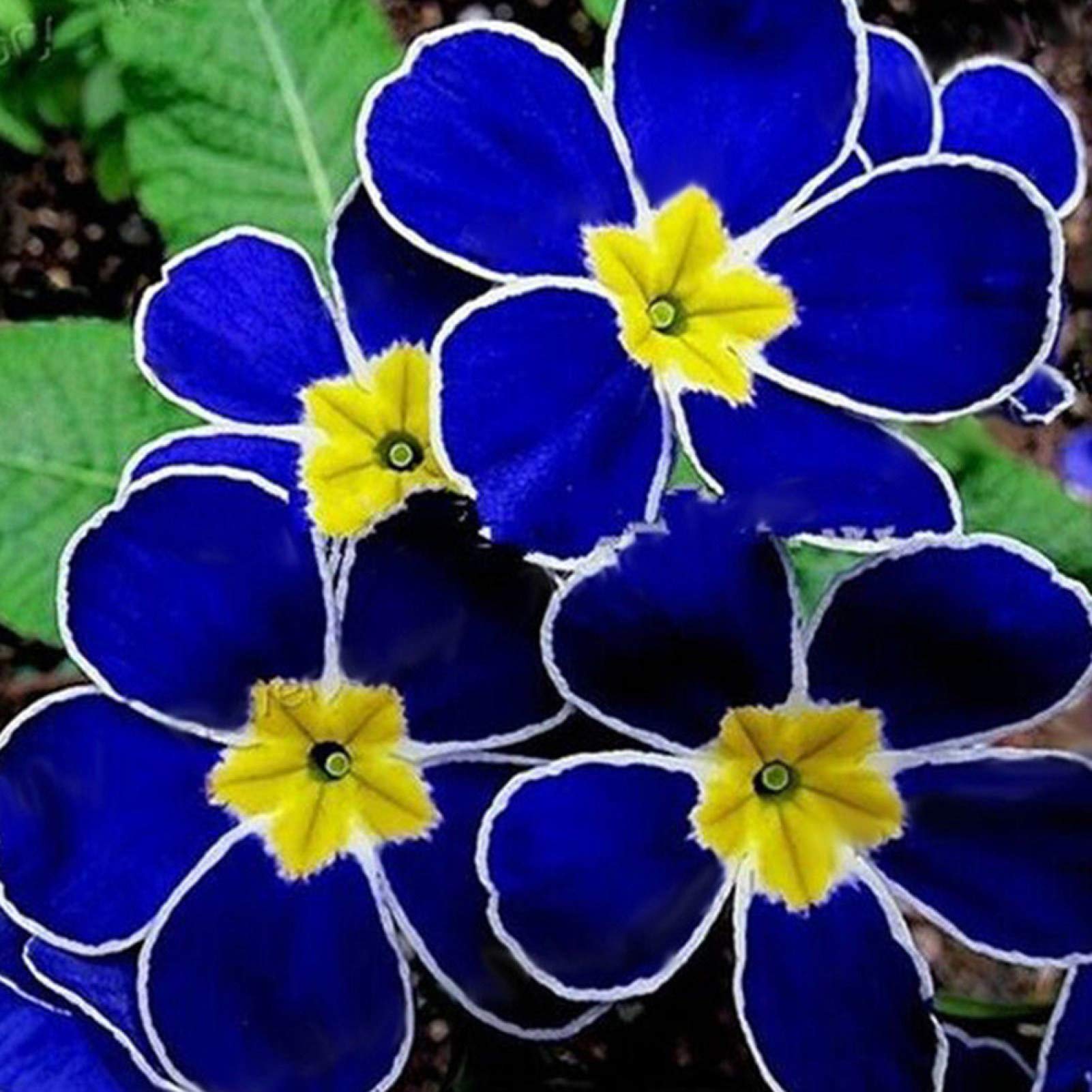 100Pcs Rare Blue Evening Primrose Seeds Easy to Grow Garden Decor Plant Flower