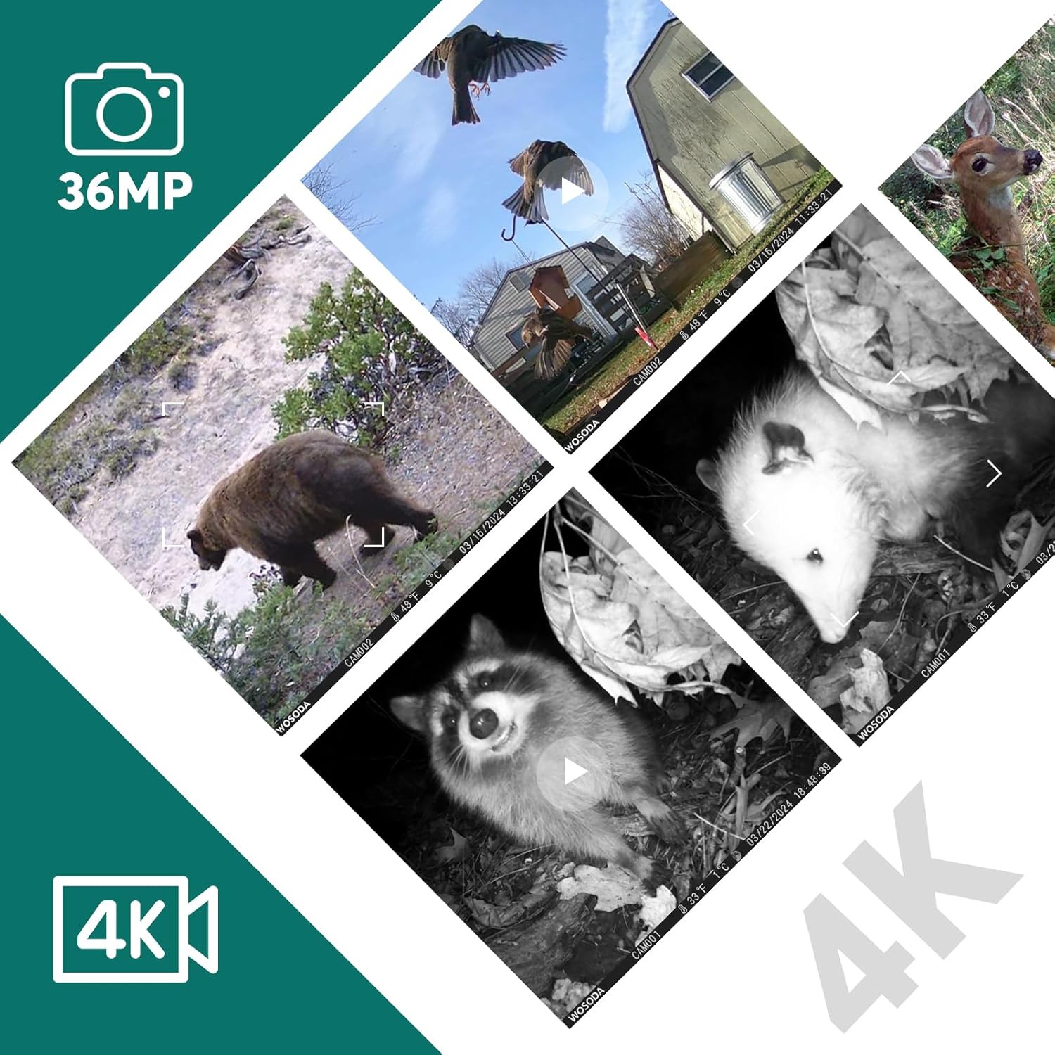 Mini Trail Camera 3 Pack+Straps 2 Pack,4K 36MP Game Cameras with Night Vision Motion Activated Waterproof, Polyester Fiber Deer Camera Straps for Hunting Cameras Accessory