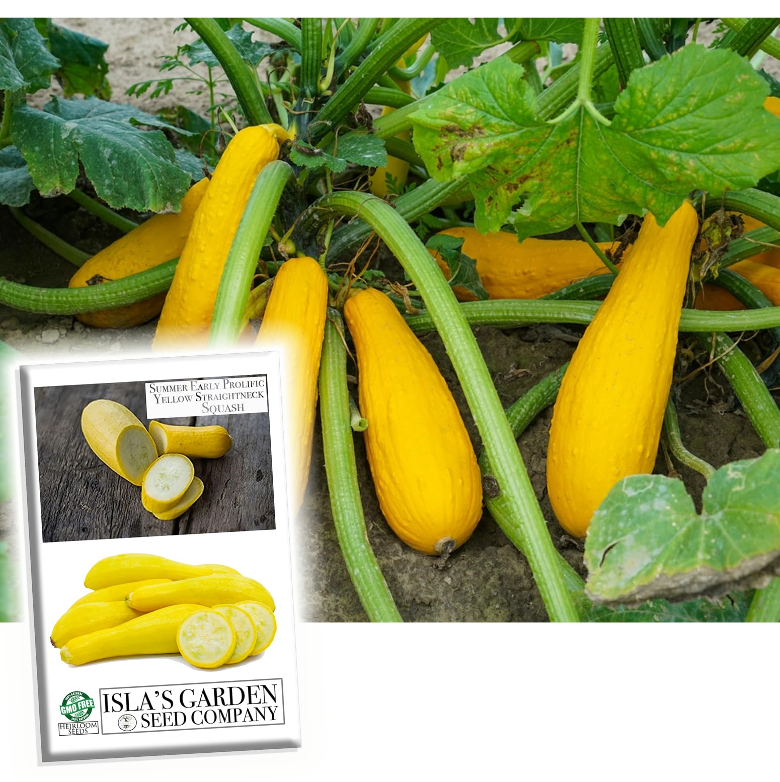 opo squash plant