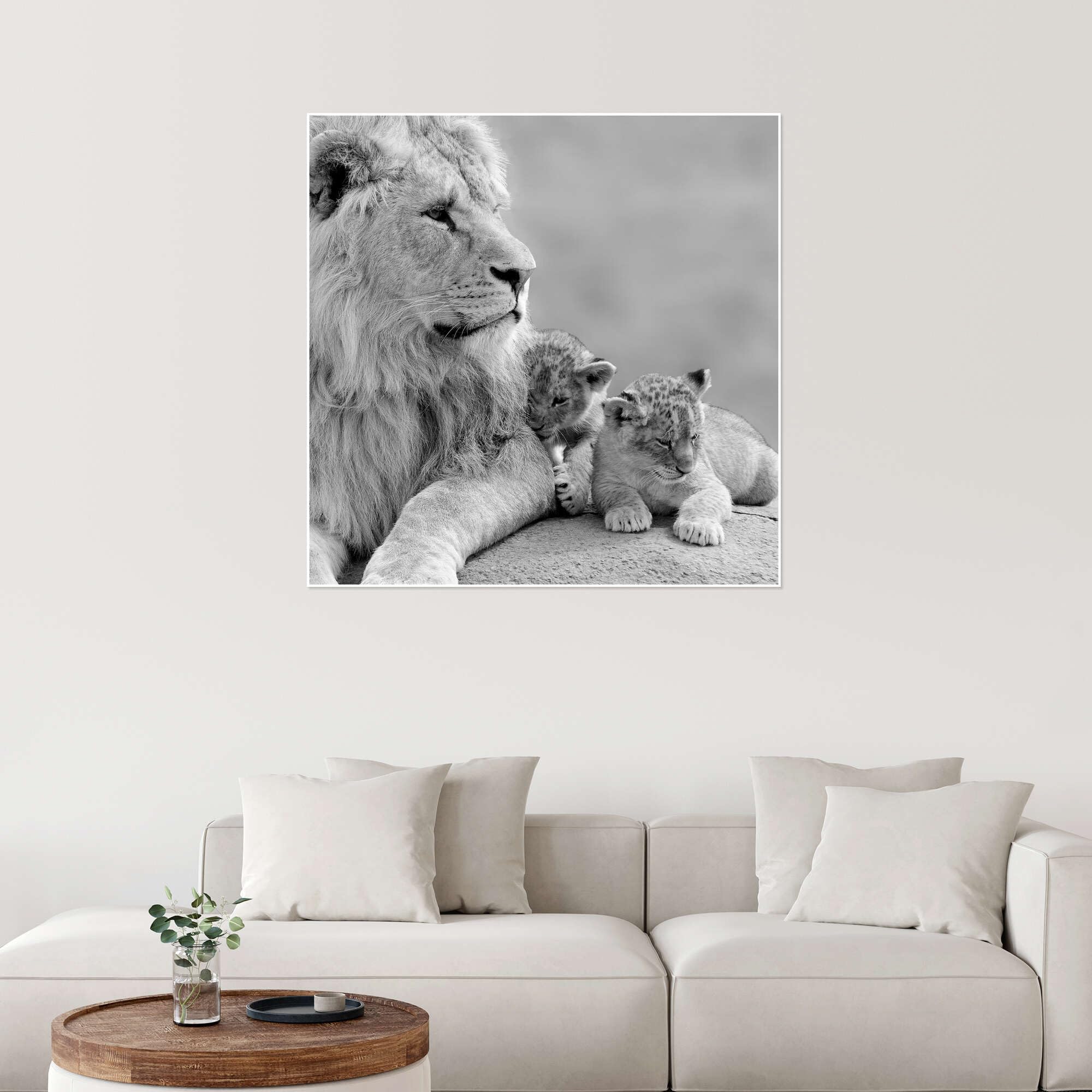 Posterlounge Jóvenes leones en blanco y negro Póster | 100 x 100 cm Blanco y negro Cuadros Decoración para la pared