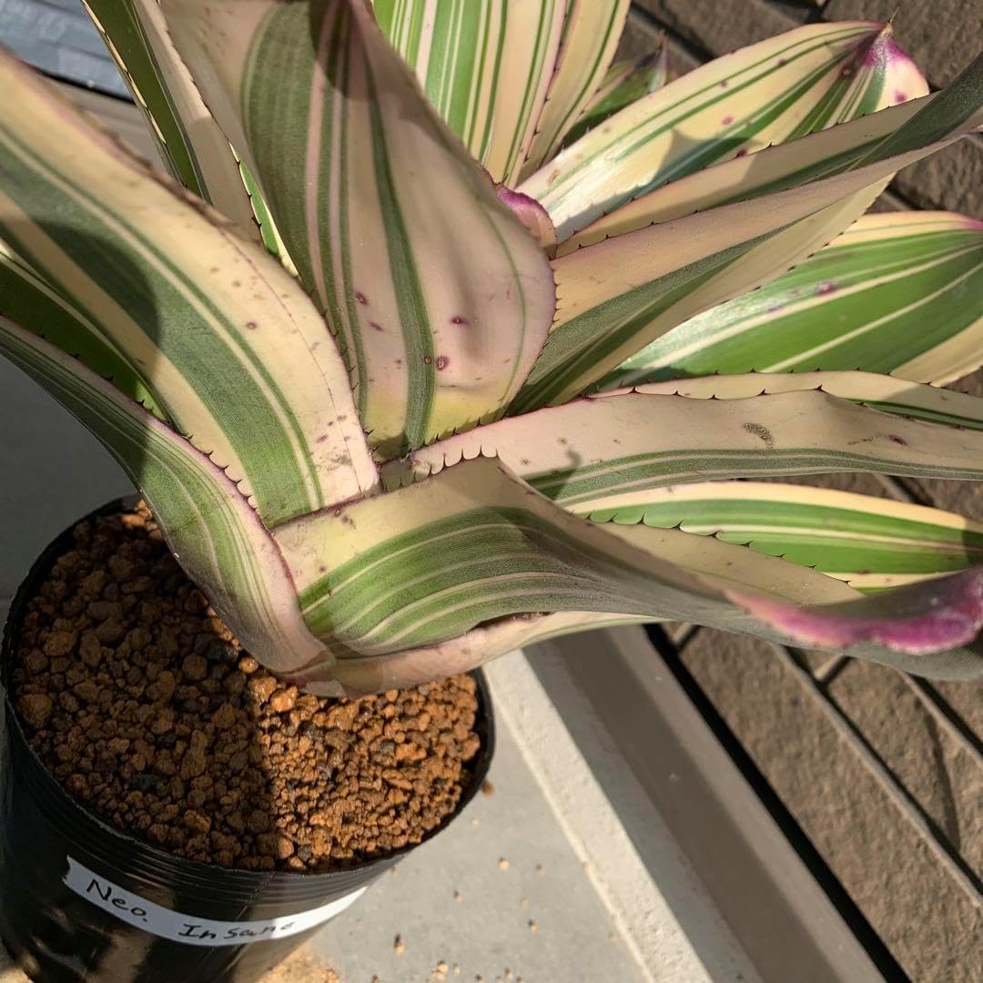 ブロメリア・エアープランツ Neoregelia Insane Albo Neoregelia Insane Albo