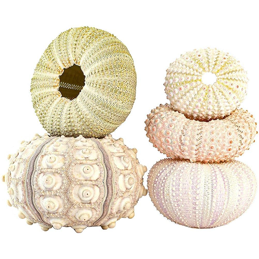 5 Pack Sea Urchin Shell Hanging Air Plant Pots, Perfect for Home Decor (4-piece set)