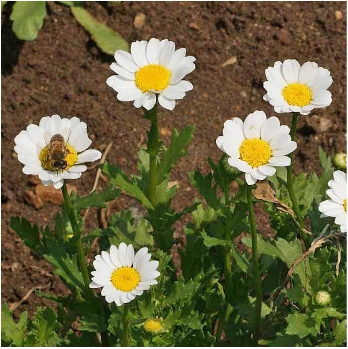 Everwilde Farms - 1/4 Lb Creeping Daisy Wildflower Seeds - Gold Vault