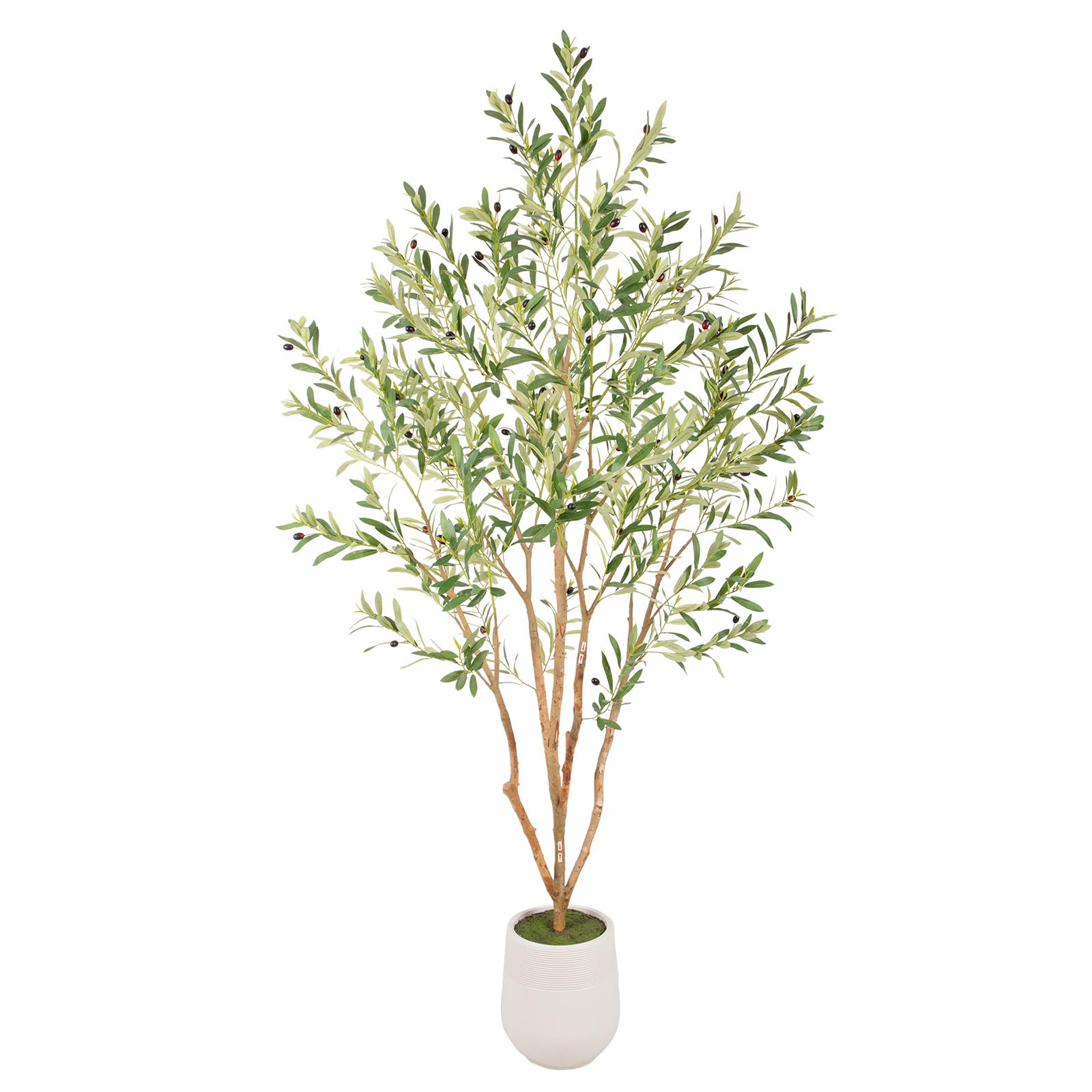 Bellacat 7ft Olive Tree