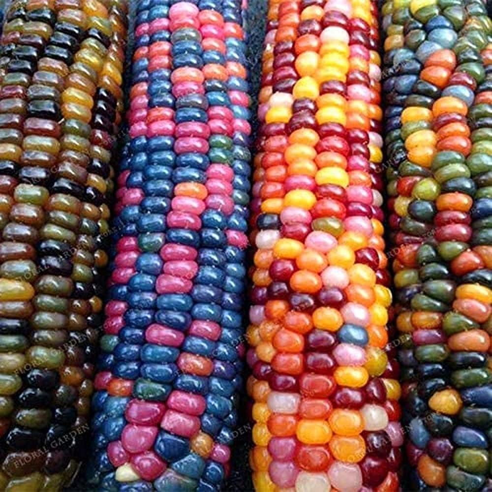100 piezas de semillas de maíz arcoíris cereales naturales raros verduras saludables y convenientes para plantar al aire libre decoración de fácil cuidado paisaje de jardín