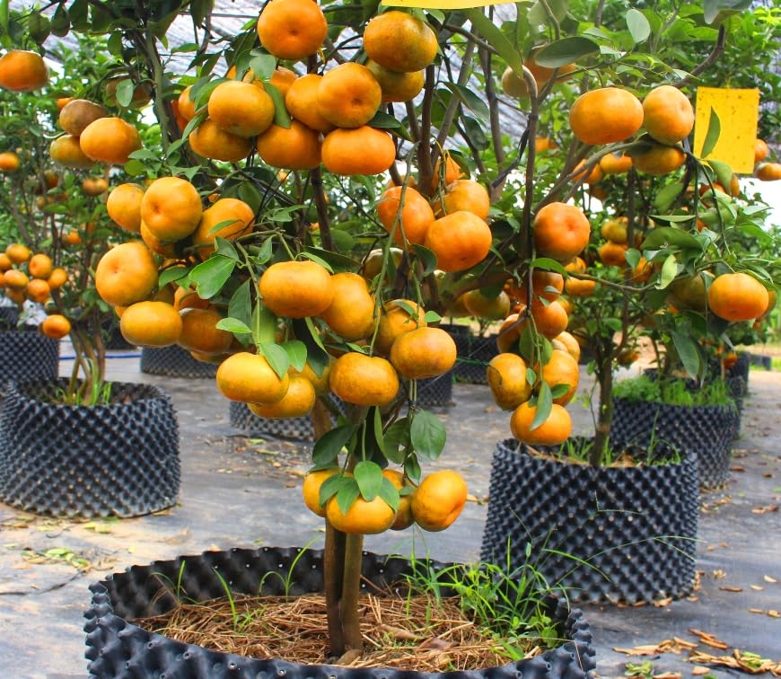 Grafted Kishu Mandarin Tree Live Mandarin Orange Tree Plant - 2 to 3 Feet Tall in 3 Gallon Pot- No Ship CA