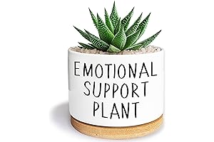Funny Succulent Pots: Emotional Support for Your Plants