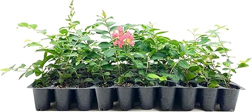 Crape Myrtle Tuscarora 3 plantas vivas Lagerstroemia Indica Flores rojas vibrantes Arbusto ornamental de rápido crecimiento Tolerante a la