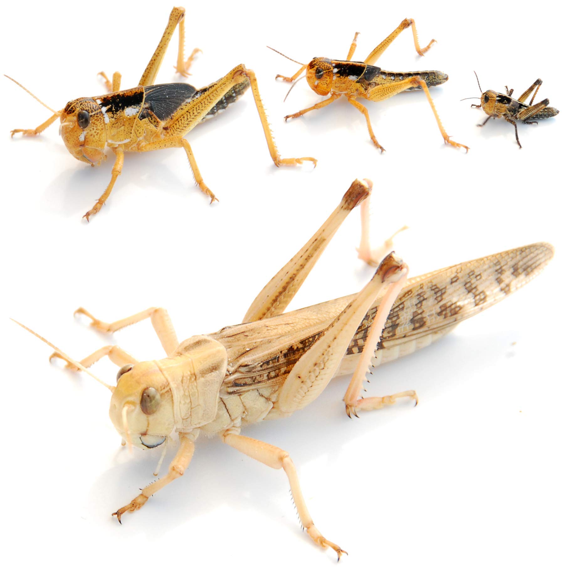 proinsects Wanderheuschrecken groß 25 STK. - Futterinsekten