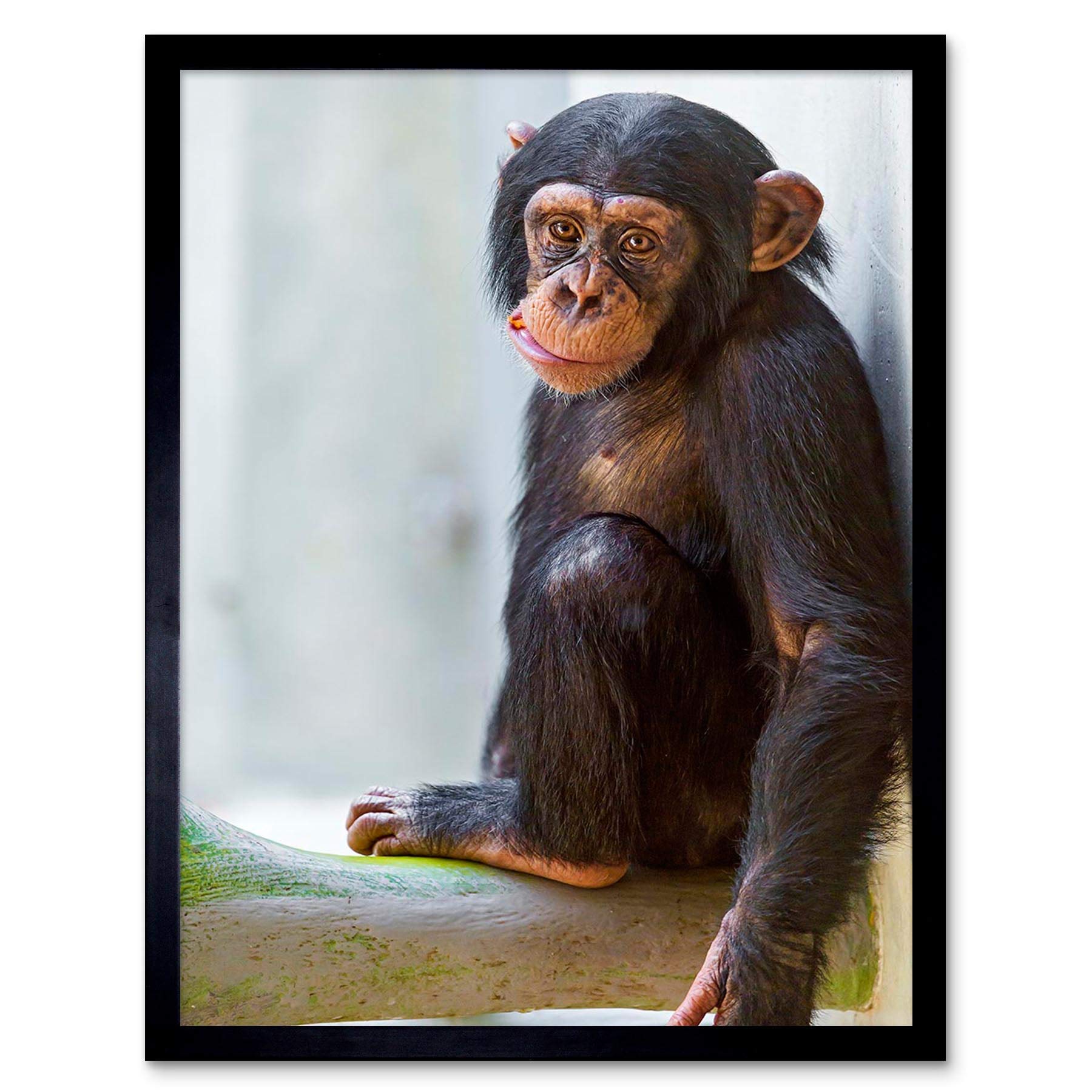 Wee Blue Coo Animal Monkey Cute Baby Chimp Art Print Framed Poster Wall Decor 12X16 Inch