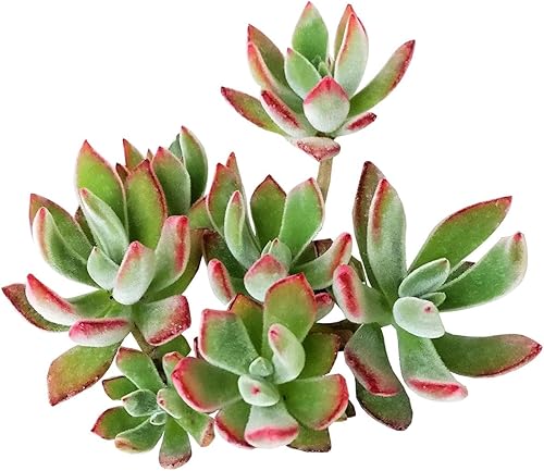 Miniatura 1 de Live Echeveria - Plantas suculentas Echeveria de 4 pulgadas con raíces completas, suculentas de interior vivas de fácil cuidado para regalo o