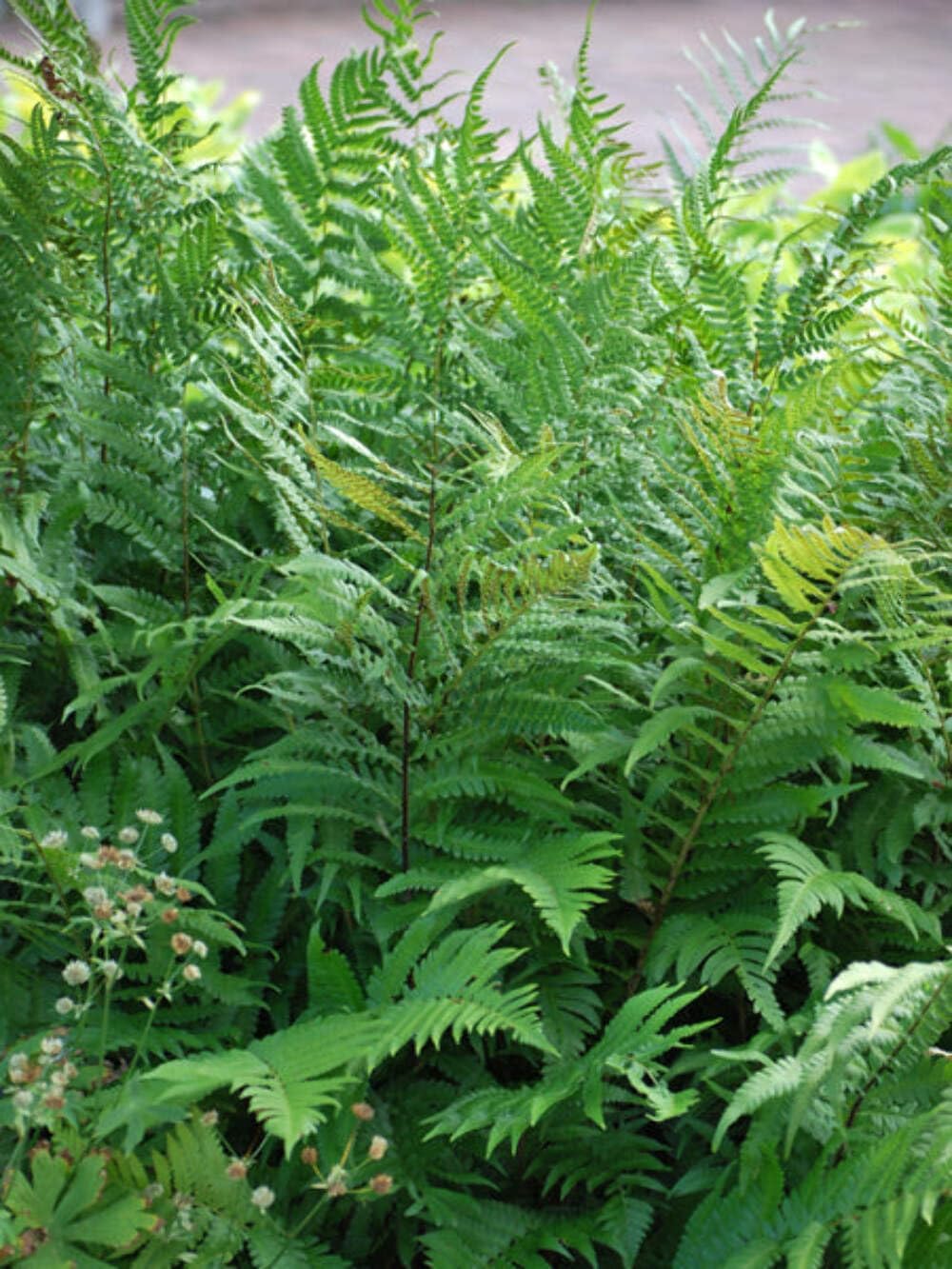 Perennial Farm Marketplace Dryopteris x Australis (Dixie Wood) Hardy Fern, Size-#1 Container, Rich Semi-Evergreen Fronds