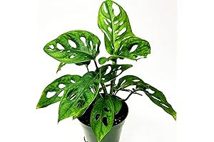 Monstera Adansonii: An Indoor Oasis