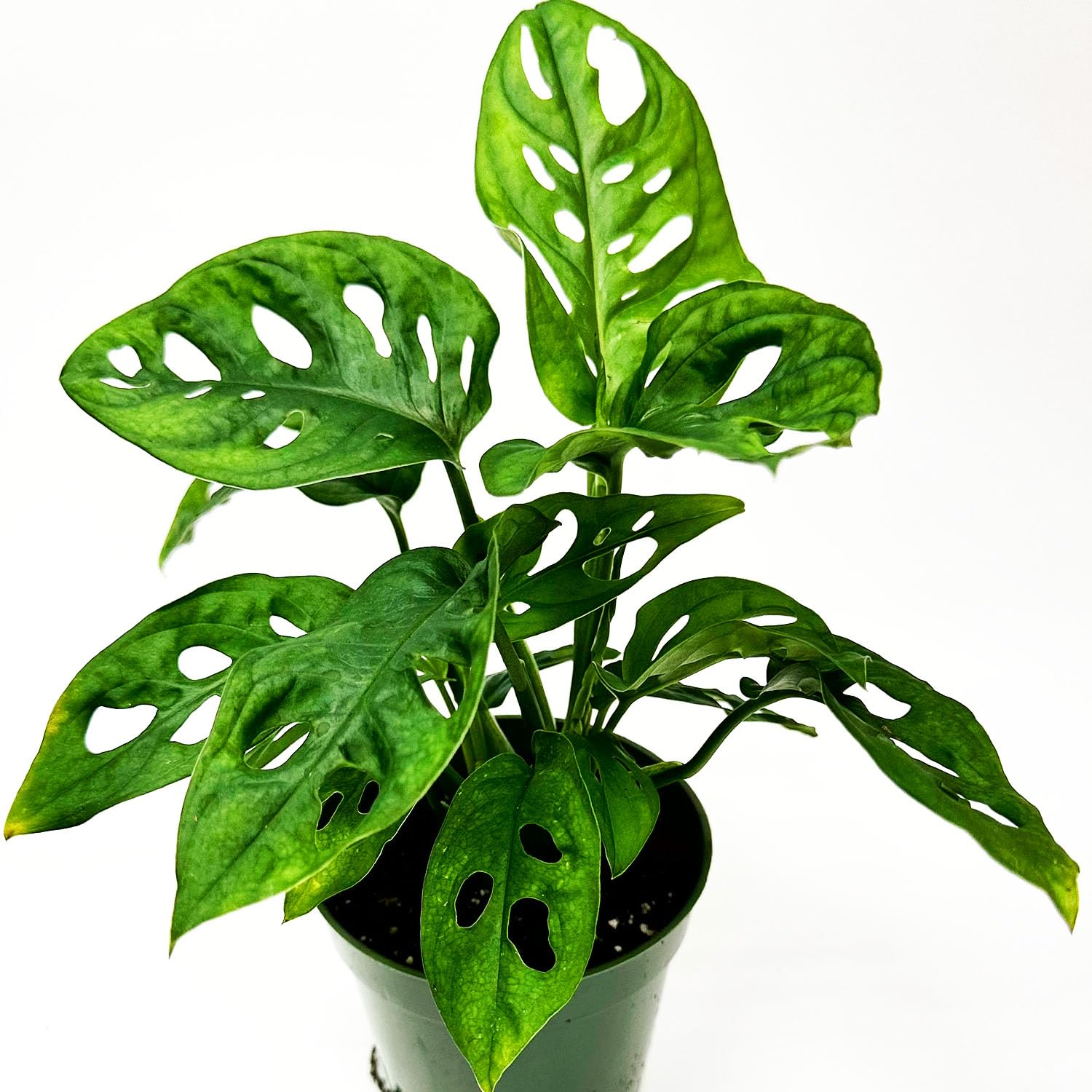 Monstera Adansonii Swiss Cheese Plant Live in 4Inch Pot - Split Leaf Fenestrated Live Indoor Houseplants for Home Office Wedding Decorations & Birthday Gift (Heat Pack Included)