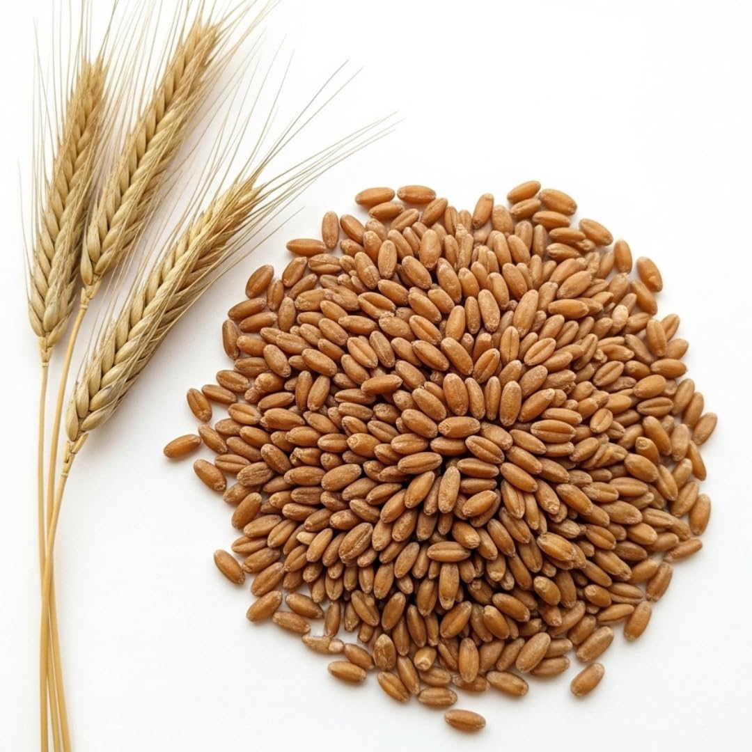 4 Pounds Rye Berries – Non-GMO Whole Rye Grain for Baking, Mushroom Spawn, Brewing & Distilling – Extra Clean, Resealable Bag, 100% USA Product