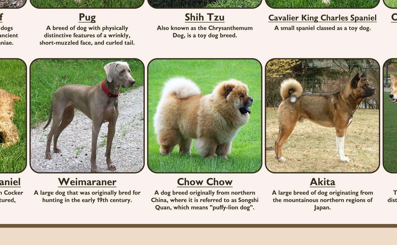 A Large Dog Breed From Mountainous Northern Regions Of Japan