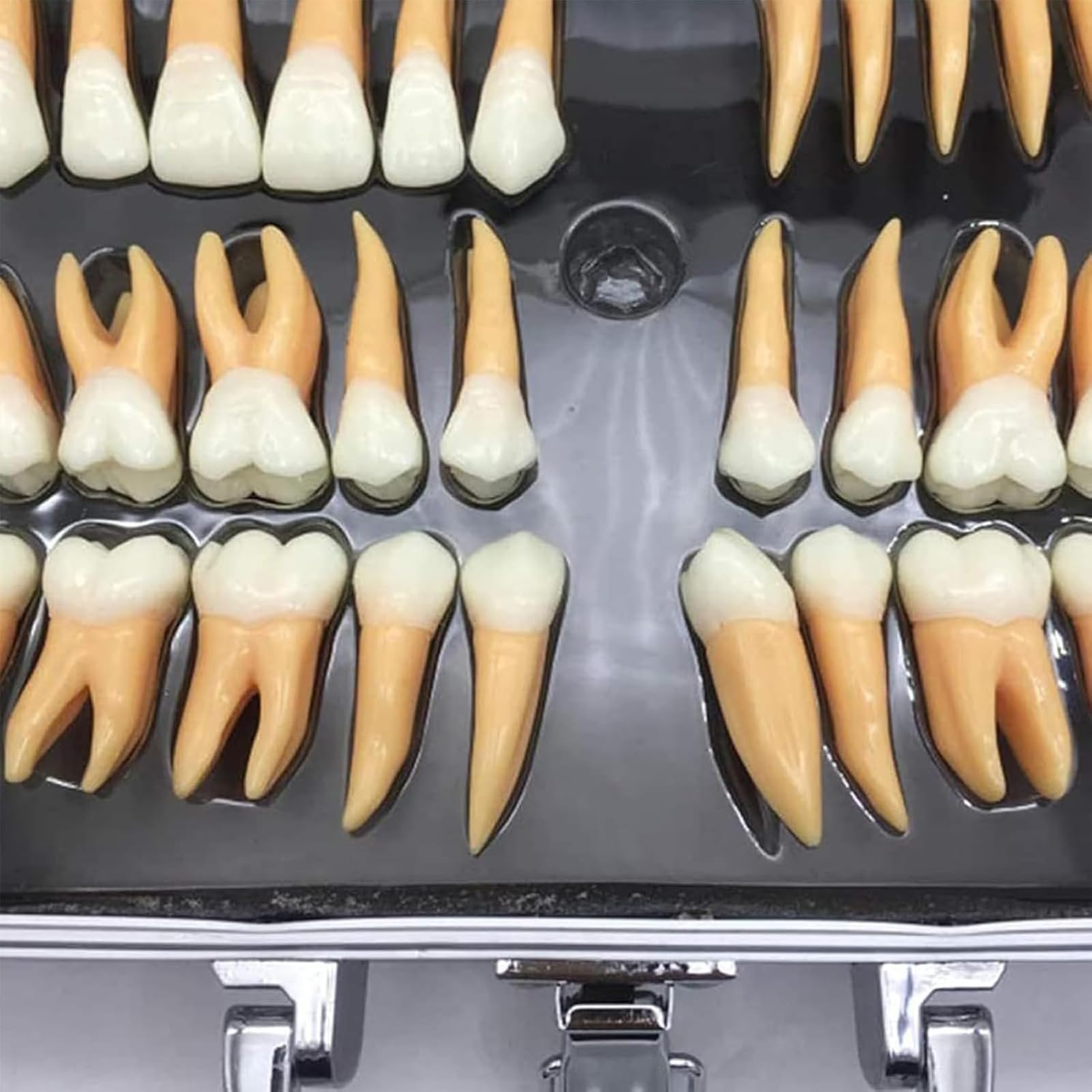 Kit di denti dentali ingranditi con custodia, strumento didattico educativo per professionisti dentali e studenti
