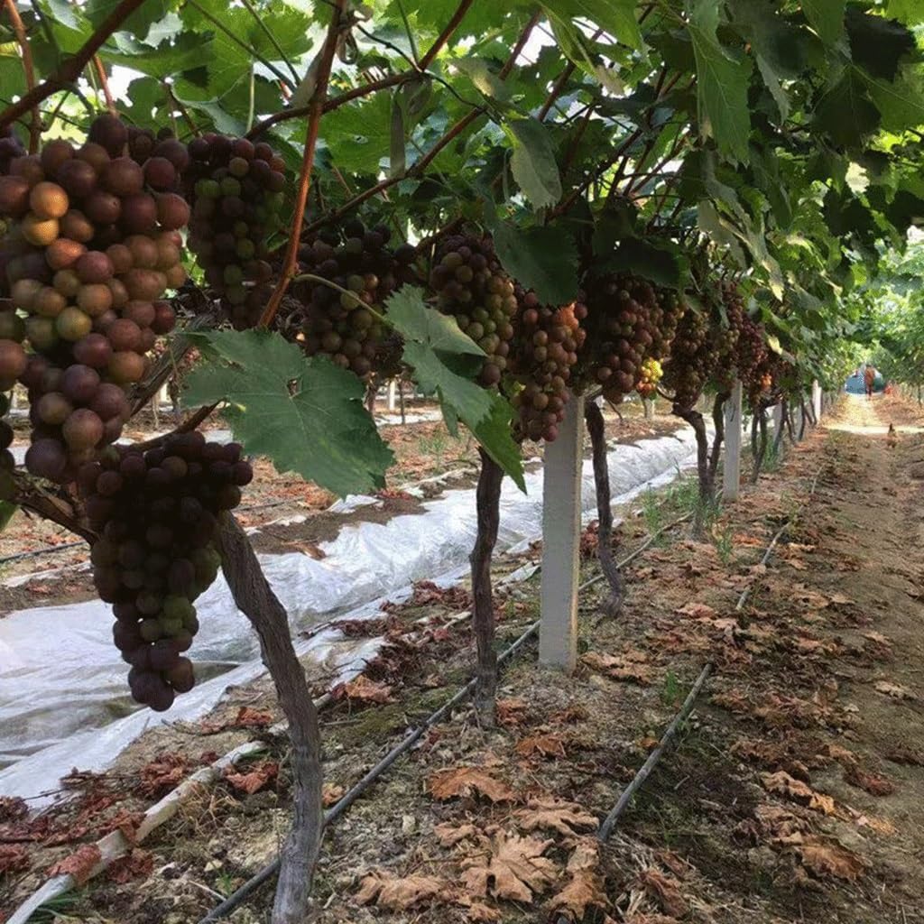 50m 16mm Garden Drip Irrigation Hose, for Fruit Tee Greenhouse Irrigation Pipe Drip Tape Drip Irrigation Hoses Accessories(Space 200mm)