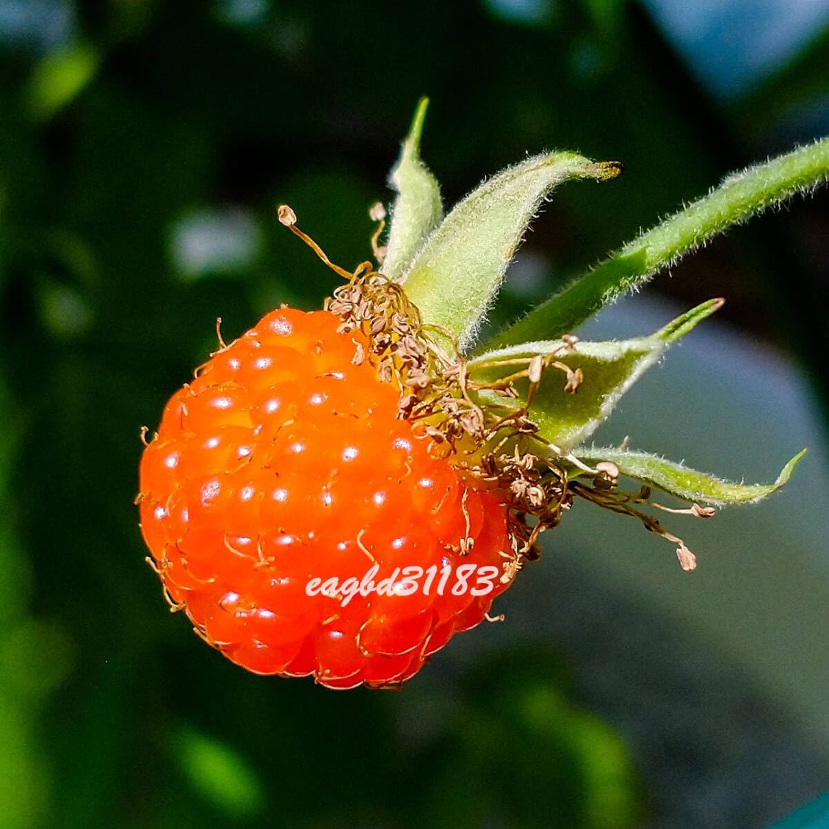 D 山野草 キイチゴ 原種【ゴショイチゴ 珍種 小株】