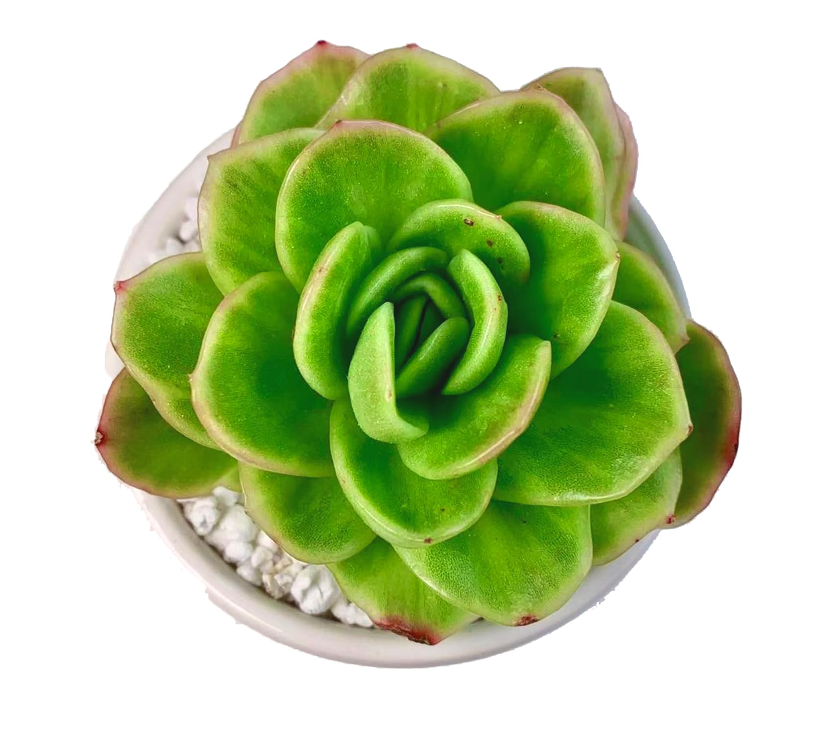 FWPP Echeveria ice Rose Variegated