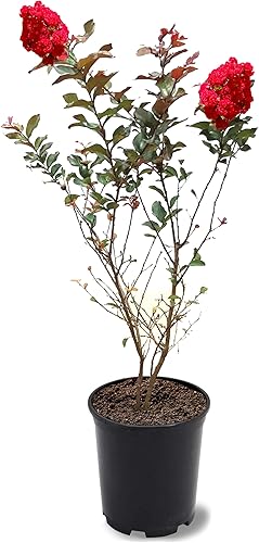 Vista 26 de American Plant Exchange Black Diamond Shell Pink Crape Myrtle Tree Live, maceta de 1 galón, 1-1.5 pies de alto, flores rosas vibrantes, tolerantes a