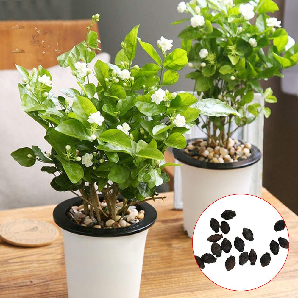 strimusimak Ornamental Jasmine Flower Seeds Garden Balcony Office Decor Elegant Fragrant Bonsai Plant Seeds - 50Pcs 50 pcs