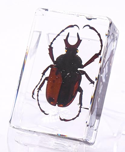 Miniatura 2 de Escarabajo de flor de cuerno de Hart real de 1.732 pulgadas (1.732 in) en resina de lucita, muestra preservada de animales, insectos, taxidermia,