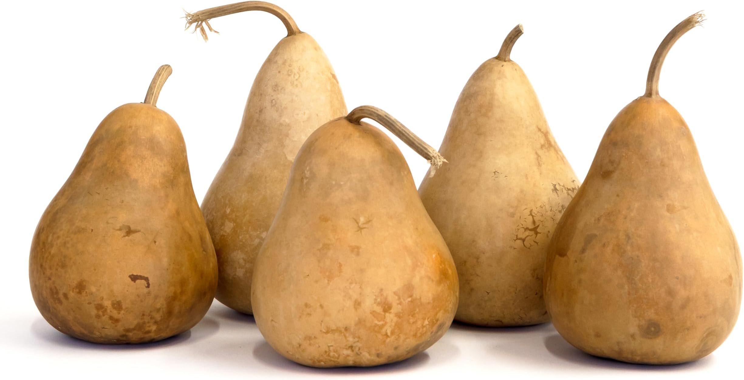 Box of 5 Dried Martin Gourds - 4 Inches in Diameter, Natural Dried Gourds for Crafts, Gourd Art, and Decorating